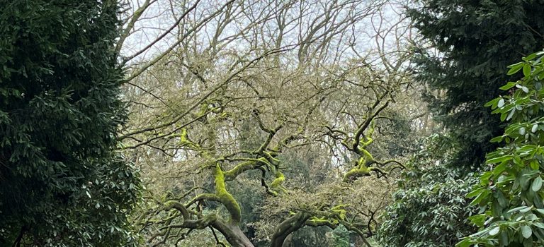 Winterpilgern 2025/2026 | gemeinsam begleitet Pilgern im Stadtpark
