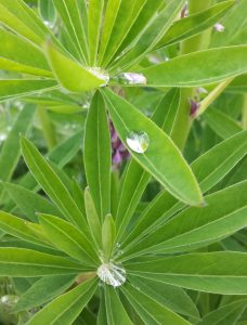 PilgerCafé am Abend | "Wunder gibt es immer wieder - auf Pilgerwegen" @ Gemeindesaal in der Hauptkirche St. Jacobi